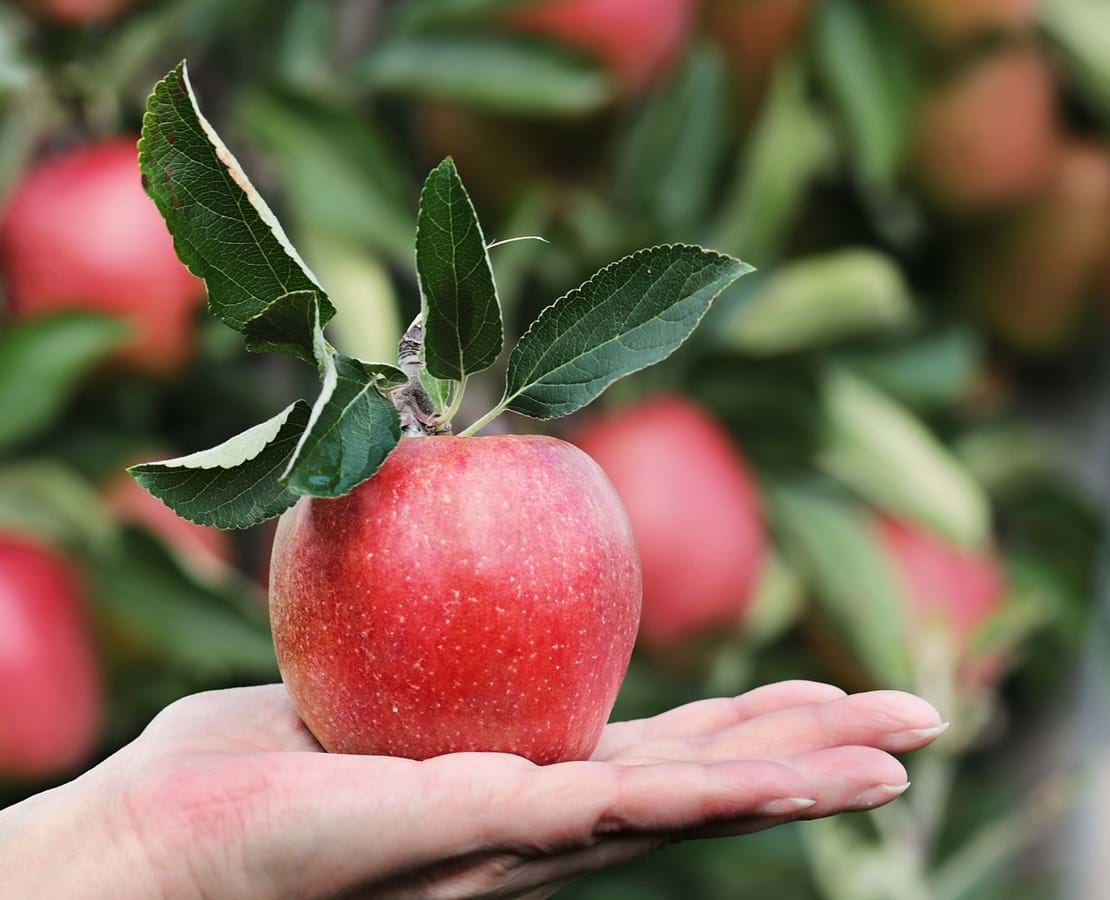 Røde æbler på et træ og en hånd der er ved at plukke et af dem