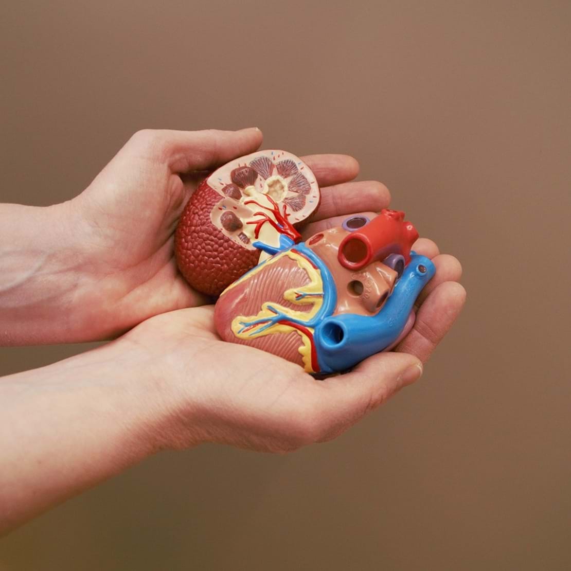 En model af et menneskehjerte bliver holdt i to hænder.